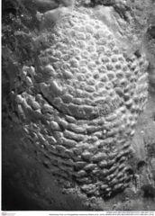 Historisches Foto von Paragalathea crenarvina (Robins et al., 2016) (NHMW-AFW-GEO-BACHMAYER-FOTO-1990-0041-3314)